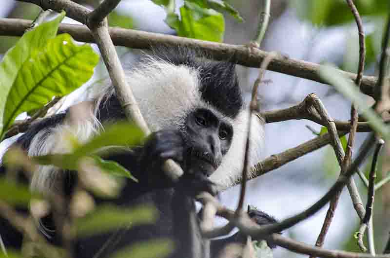 Mono Colobo de Angola - parque nacional de Nyungwe - Ruanda 01.jpg